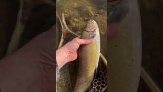 Cutthroat Cavalier flyfishing shorts fishing viralvideo [upl. by Maxa]