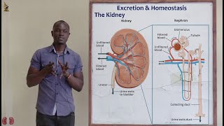 27 The Kidney Biology Form 2 [upl. by Dnalsor]