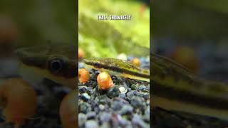 Otocinclus Catfish Are Shrimp Safe Fish 🐟 shorts [upl. by O'Callaghan256]