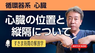 心臓の位置と縦隔について【 かずひろ先生 解剖学 】循環器系 [upl. by Trixie]