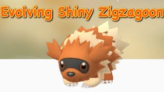 Shiny Zigzagoon Evolution [upl. by Anyar]