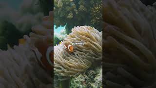 The Surprising Parenting Skills of Clownfish [upl. by Aihsekin]