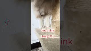 Look at these little tootsies catvideos cat cute catlover funnyshorts viralshorts [upl. by Ennovyhc]