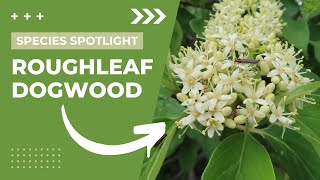 Species Spotlight  Roughleaf Dogwood Cornus drummondii [upl. by Trilbi]