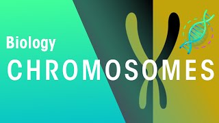 What Are Chromosomes  Genetics  Biology  FuseSchool [upl. by Ashlin]