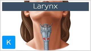 Larynx  Membranes ligaments and muscles  Human Anatomy  Kenhub [upl. by Ahsiemak]