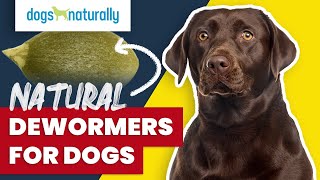 Natural Dewormers For Dogs [upl. by Harim]