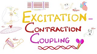 Excitation Contraction Coupling  Muscle Physiology 💪 [upl. by Kareem]