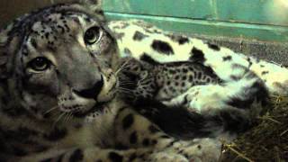 Cape May County Zoo Snow Leopard Cubs 2012 [upl. by Bohun]