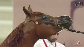 N 156 MAHA AL JOOD 27th Qatar National AHS 2024 Yearling Fillies Section C Class 3C [upl. by Shurlocke]