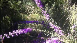 Butterflies on Liatris aspera [upl. by Akcirederf301]