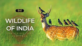 Wildlife of India  Our Pride Our Heritage – Hindi – Infinity Stream [upl. by Ayadahs]