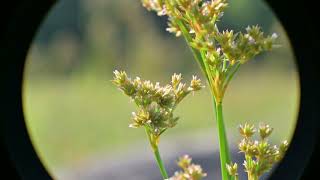 Juncus canadensis Canada Rush [upl. by Ronnie389]