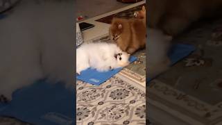 Pomeranian has Fun barking and run s fast funny moments [upl. by Anagnos]