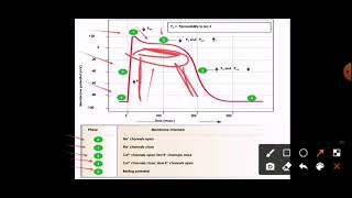 Cardiac properties شرح مبسطpart 1 excitability auto rhythm DOCTORcourse [upl. by Zoa]