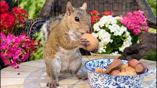 Squirrels Stealing Nuts  Squirrels for Cats to Watch [upl. by Frentz]