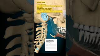 Mylohyoid Muscle mbbs humananatomy humanbody humananatomyandphysiology [upl. by Wolfson]