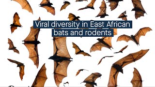 High viral diversity in bats and rodents from East Africa [upl. by Eliza]