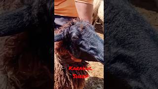 Karakul Sheep  Fat Tail Sheep karakul karakulbreed [upl. by Urbani]