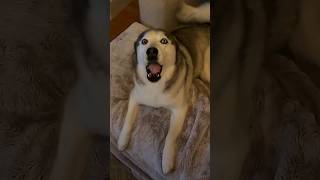 Husky Dog 🐶 Funny dog and cat vedio 🐕😂🐈 funny animals dog husky cat shorts [upl. by Cocke]