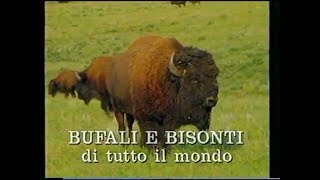 Bufali e bisonti di tutto il mondo [upl. by Flannery933]