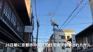 京都市内でサル目撃情報相次ぐ（2023年12月26日、京都市中京区） Monkey sightings occur one after another in Kyoto City [upl. by Sotos]