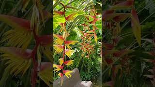 Heliconia rostrata [upl. by Yolane966]