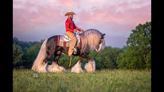 Gorgeous Gypsy Vanner Stallion  SD Silver Dollar [upl. by Godliman]