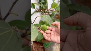 Fig plant Life cycle మేడిపండు अंजीर [upl. by Tuddor]