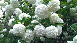 Viburnum opulus Roseum  Common Snowball [upl. by Weldon419]