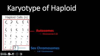 Karyotype Haploid amp Diploid Cell Types [upl. by Hagen434]