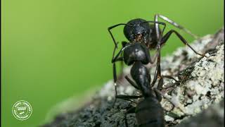 Carpenter Ant Week  Trophallaxis [upl. by Dorian]