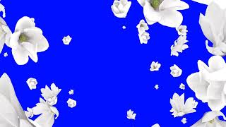 petals Green Screen  flowers Green screen template transition background copyright free [upl. by Yvon610]