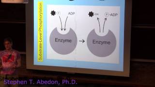 SubstrateLevel Phosphorylation [upl. by Colis978]