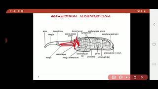 Subphylum Cephalochordata  Branchiostoma  Digestive system [upl. by Adnelg]