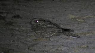 Nubian nightjar Caprimulgus nubicus  תחמס נובי [upl. by Allsopp]