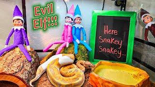 Evil Elf on the Shelf Snake Cage Day 11 [upl. by Alcinia]