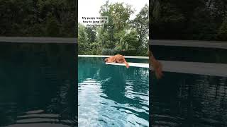 Giving my dog a good time dogs swimming [upl. by Dinan]