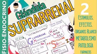 FISIOLOGÍA DE LA GLÁNDULA SUPRARRENAL EFECTOS sintesis liberación Patologías Fisio Endocrino2 [upl. by Arraeis552]