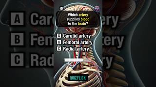 Anatomy and physiology Quiz part 350shortsquiz [upl. by Eceinart]