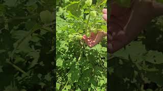 Growing ground CHERRIES shorts [upl. by Ynetruoc]