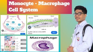 MonocyteMacrophage System  Reticuloendothelial System [upl. by Haleeuqa]