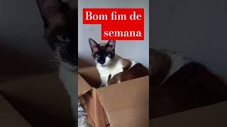 Porque os gatos gostam de caixas de papelão⁉️shorts cat catlover gatosfofos caixadepapelão [upl. by Tham461]