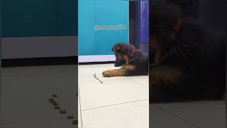 Leo Learn To Stay  German shepherd  Puppy dogs puppy [upl. by Jueta]