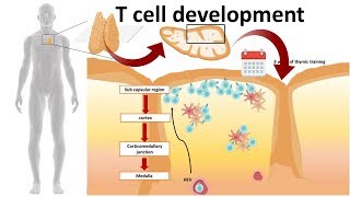 T cell development in the Thymus [upl. by Atnohsal708]