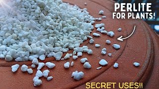 How To Use Perlite For Plants CORRECTLY  4 Effective Ways To Use Perlite [upl. by Nohsav]