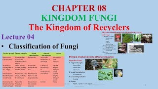 Classification of FungiZygomycetesAscomycetesBasidiomycetes Zygomycetes Divisions of Fungi [upl. by Edelman]