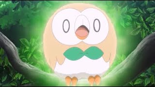 Rowlets Cute Moments 2 [upl. by Edsel]