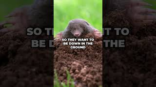 Quick Look  Difference Between Moles amp Voles [upl. by Tipton]