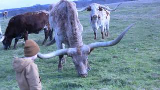 Texas Longhorns  Longhorn Cattle Ranch  Stark Ranch [upl. by Reedy]